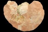 Fluorescent Calcite Geode In Sandstone - Morocco #69898-2
